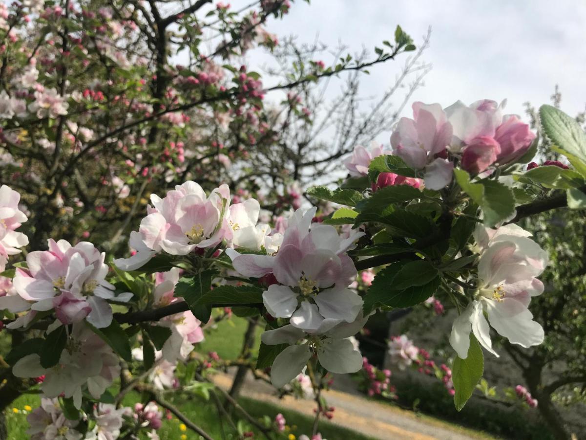 Normandia Du Lieu Foison Villa Nonant Dış mekan fotoğraf